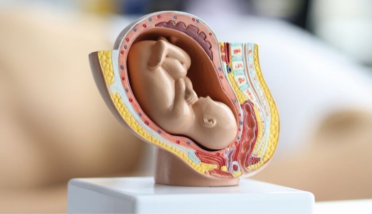 Bebê no Útero: Movimentos, Sentidos e o que Aprende